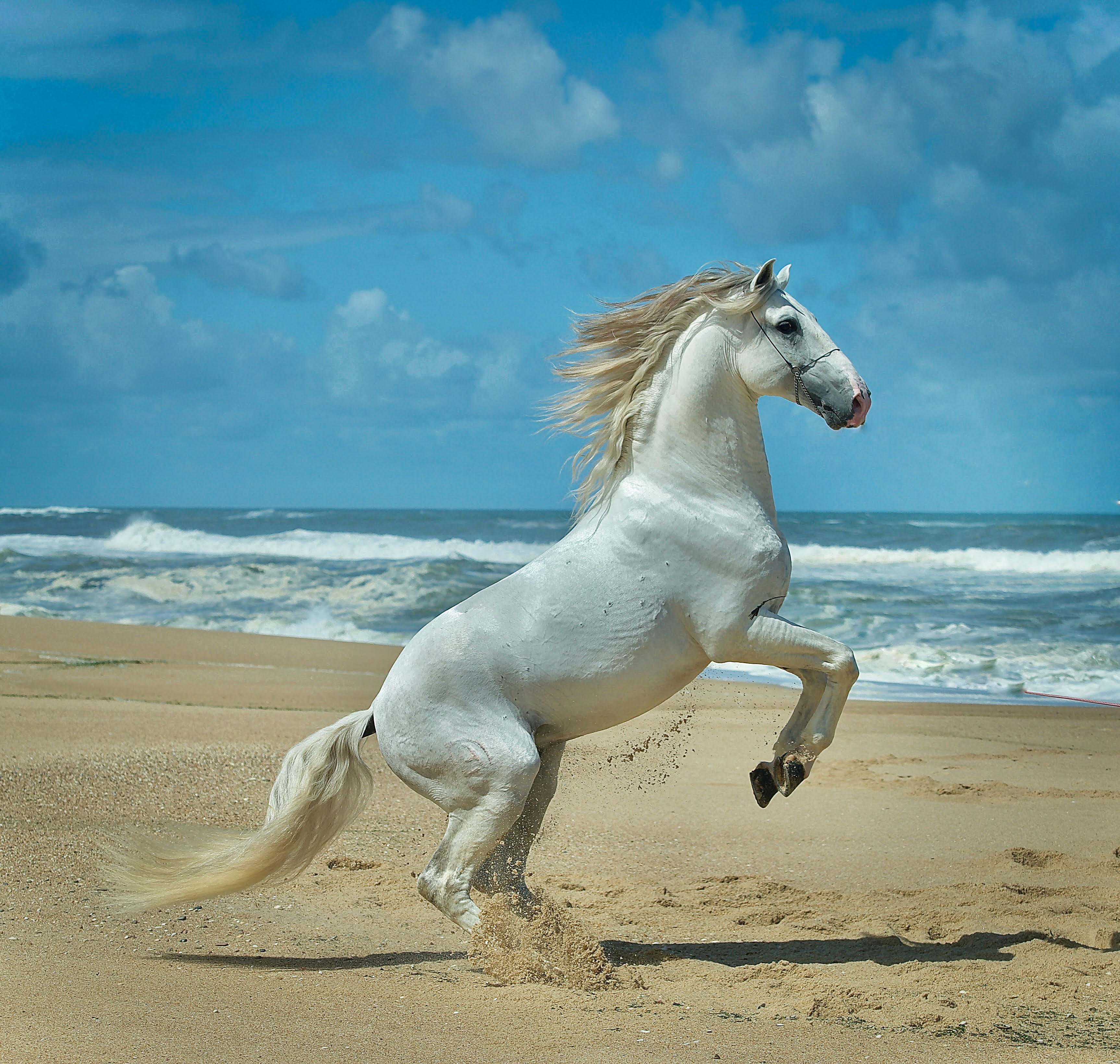 White Horse at the Beach