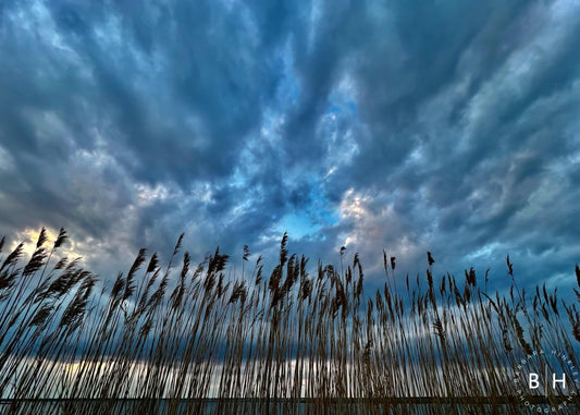 Blue Reeds