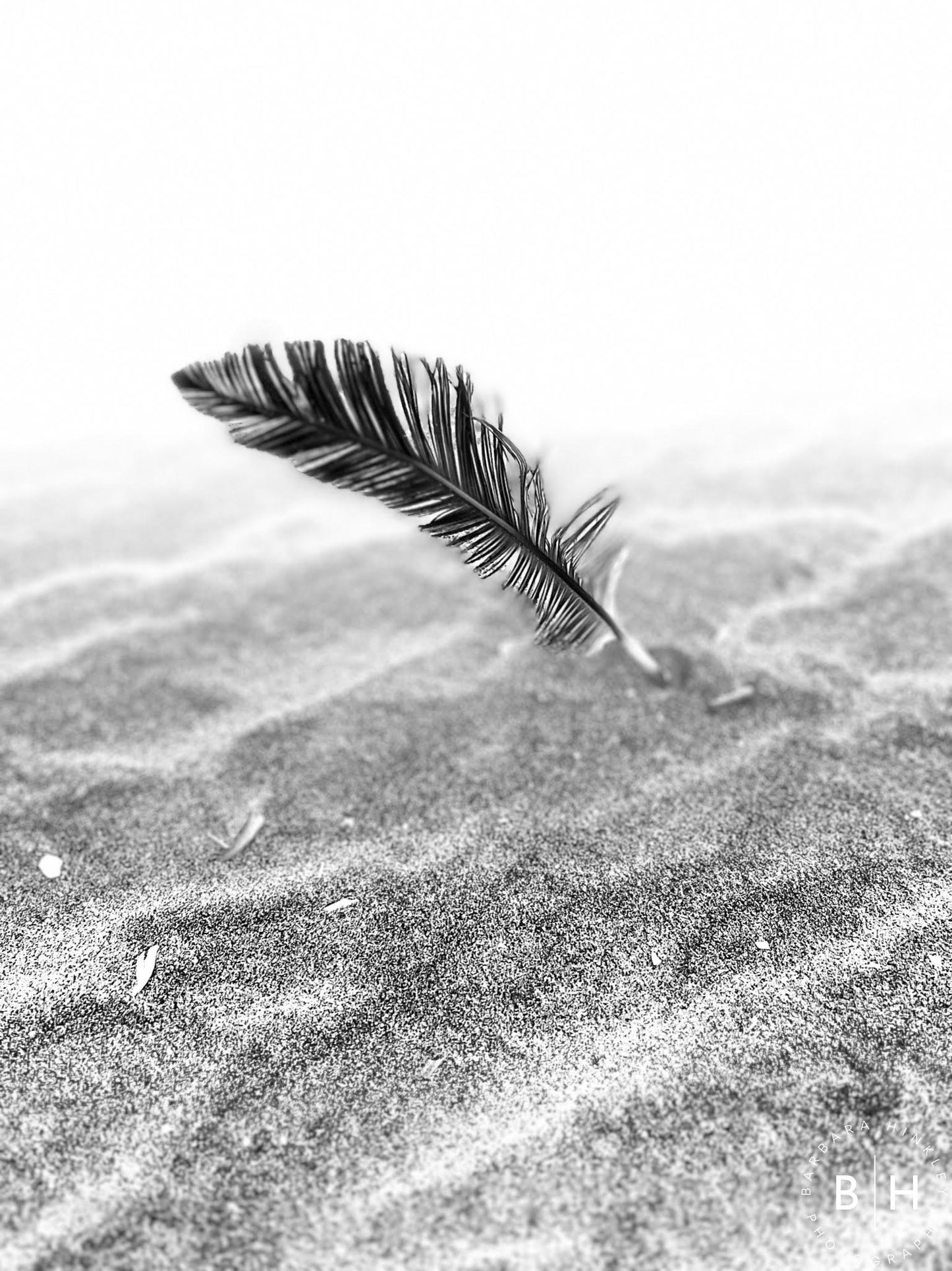 Feather Black & White