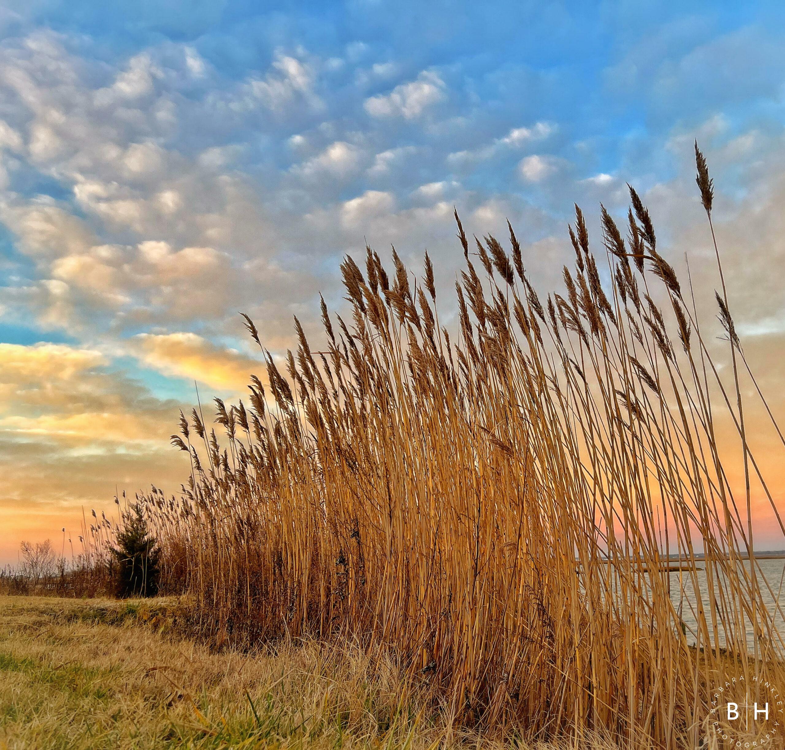 Gold Reeds