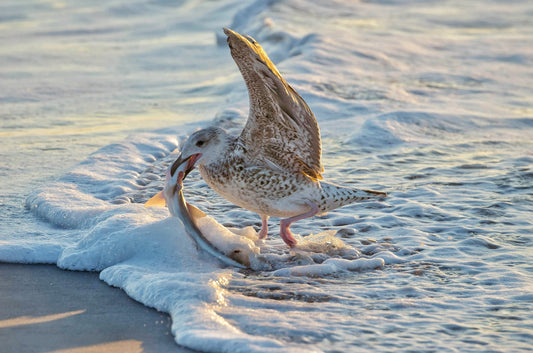 Bird at Sea